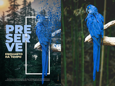 PRESERVE! bird design design art forest manipulation matte painting photoshop