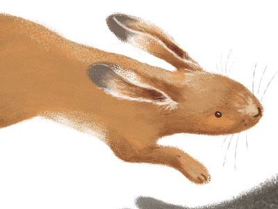 Leaping Hare brushes drawing handdrawn hare illustration leaping photoshop rabbit scottish wildlife