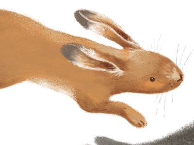 Leaping Hare