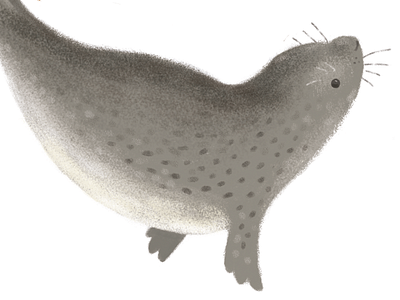 Chubby Seal animal chubby handdrawn illustrated illustration painted photoshop scottish seal swimming underwater wacom