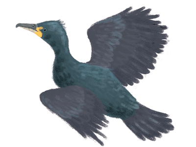 Cormorant - illustration Study animals birds brush cormorant illustration orkney painting photoshop seabird