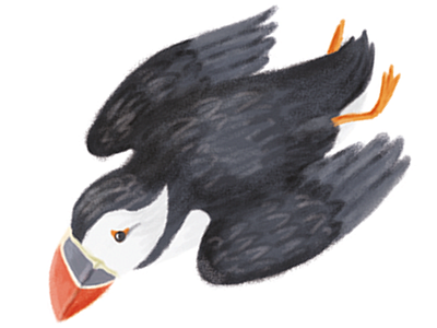 Puffin snapshot bird brushes illustration painting photoshop puffin rare scottish sea bird texture wildlife