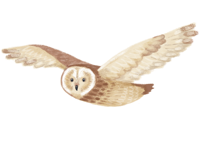 Owl Illustration [hotoshop bird brown brushes digital illustration owl painitng scottish texture wacom wildlife