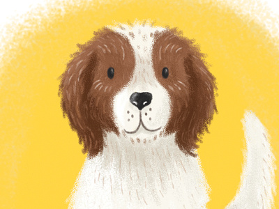 Pet Portrait - springer spaniel digital dog dog art drawing gift painted photoshop spaniel springer spaniel