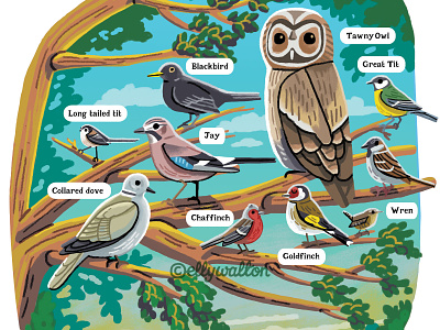 Bird Spotting editorial illustration birds editorial garden illustration illustrations magazine nature wildlife