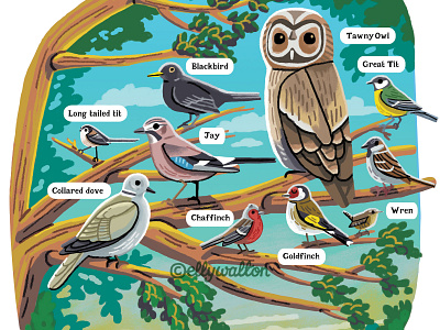 Bird Spotting editorial illustration