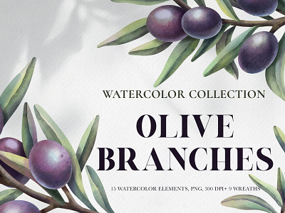 Olive Branch. Watercolor collection. Clipart set