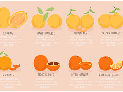 Types of Oranges Illustration