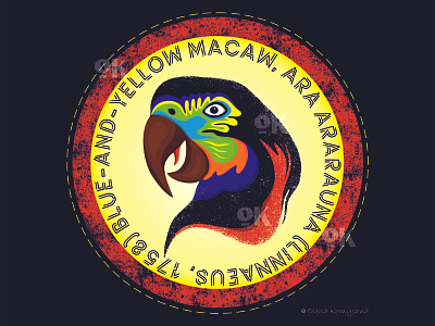 Parrot ARA bird birds macaw olenakomyshna parrot parrot illustration parrot logo parrots print print design