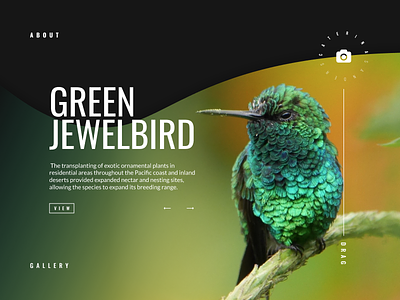 BIRD app bird clean color everyday experience interface landing minimal sketchapp ui web
