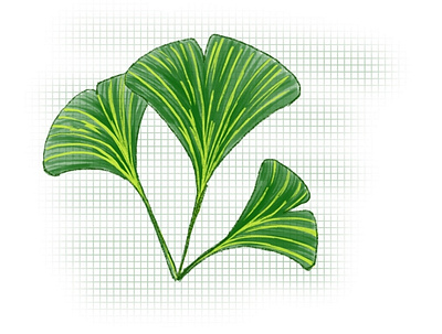 Ginkgoes color illustration ipad