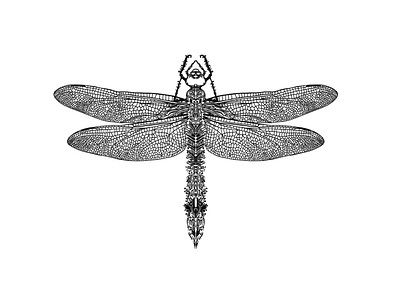 Dragonfly totem Ink Drawing intricate drawing intricate drawing