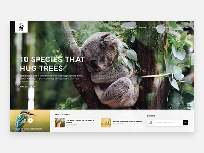 World Wide Fund for Nature/WWF animals articles header hero koala bear ui ux web design wildlife wwf