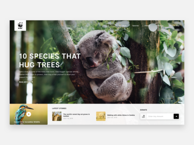 World Wide Fund for Nature/WWF animals articles header hero koala bear ui ux web design wildlife wwf