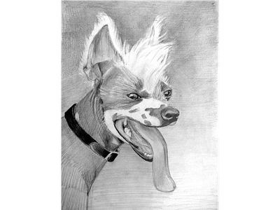 Portrait of a dog in pencil black white dog funny graphics live drawing punk