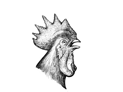 Rooster ink blackandwhite drawing illustration inking rooster