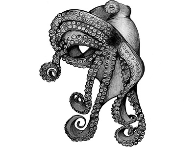 Octupus BW animal blakandwhite drawing handdrawn inking octopus