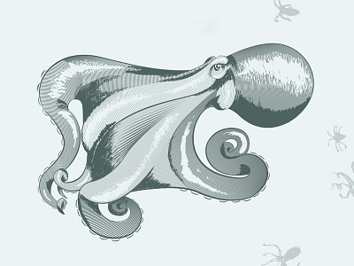 Octopus Study drawing intuos study illustrator octopus wacom