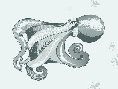 Octopus Study