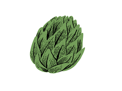 Artichoke botanical design drawing illustration linework vector vegetable