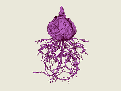 Lily Bulb botanical bulb detailed drawing etching flower illustration lily linework purple roots