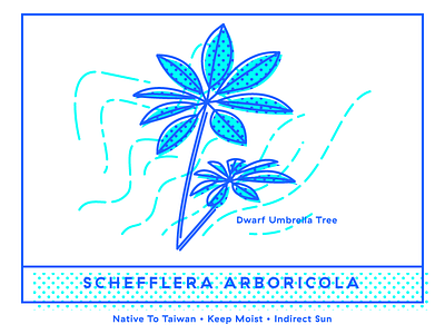 Schefflera Arboricola: Dwarf Umbrella Tree Illustration botanical duotone dwarf flora illustration leaves pattern plant scientific single line umbrella tree