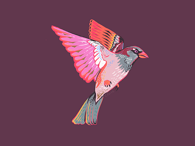 Sparrow Illustration