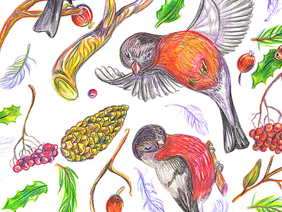 Bullfinches pattern bullfinch color pencil pattern seamless winter