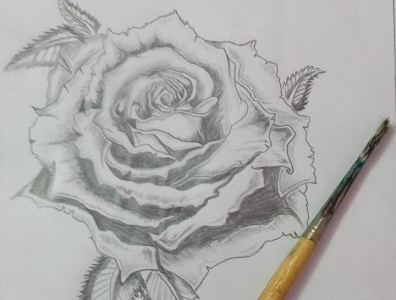 #R@5e drawing flower rose