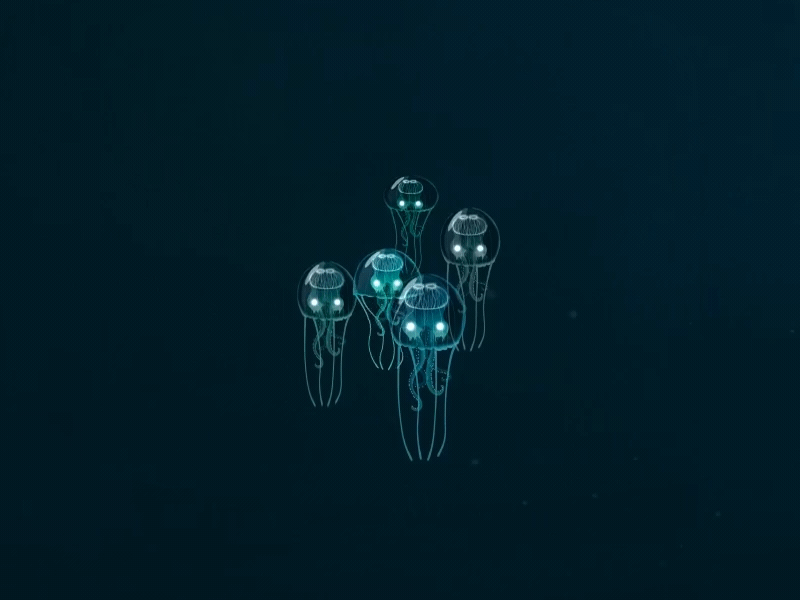 Jellyfish aftereffects animation fish gif illustraton jelly jellyfish sea sealife swim