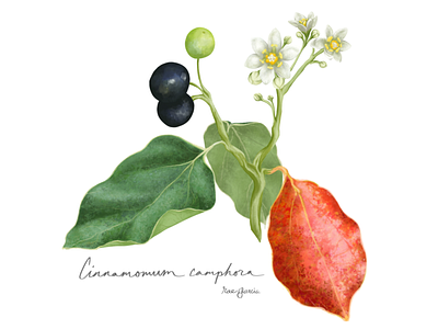 Cinnamomum camphora apple pencil botanal botanical art botanical illustration botanicals illustration ipadpro procreate procreate art