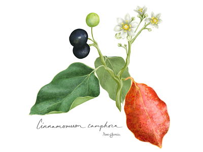 Cinnamomum camphora