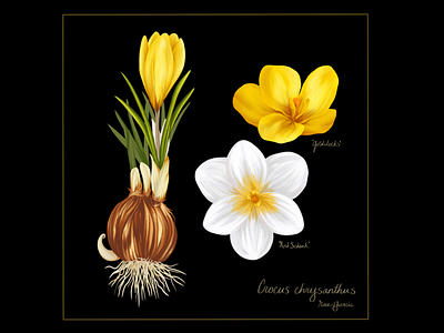 Crocus chrysanthus