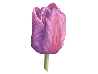 Anton Mauve Tulip Illustration by Rae Garcia on Dribbble