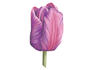 Anton Mauve Tulip Illustration