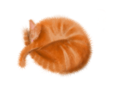 Cat illustration illustration