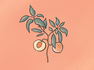 Peach botanic fruit ill illustration peach procreate
