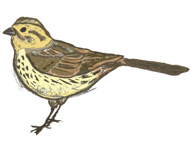 Yellowhammer animal bird digital drawing illustration yellowhammer