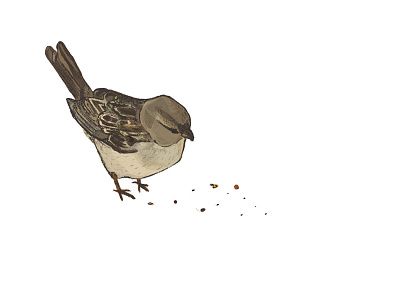 One Sparrow With Seeds