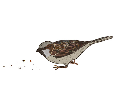 Second Sparrow Illustration animals bird birdseed childrens illustration digital drawing illustration illustrator lithography minimal songbird sparrow