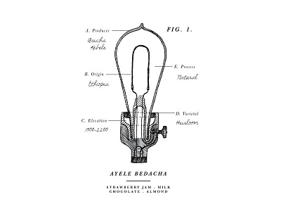 Bulb Illustration