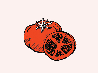 tomato illustration series sketch tomato