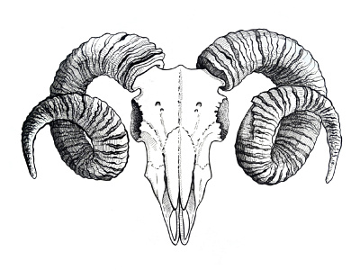 Ram's skull art illustration lamb ram sheep skull tattoo