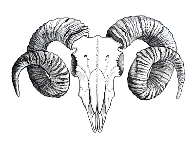 Ram's skull