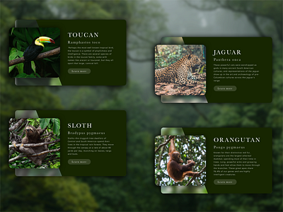 Infocard Collection: Rainforest Animals animals daily ui desktop earth infocards jungle mobile nature ui uidesign ux wildlife