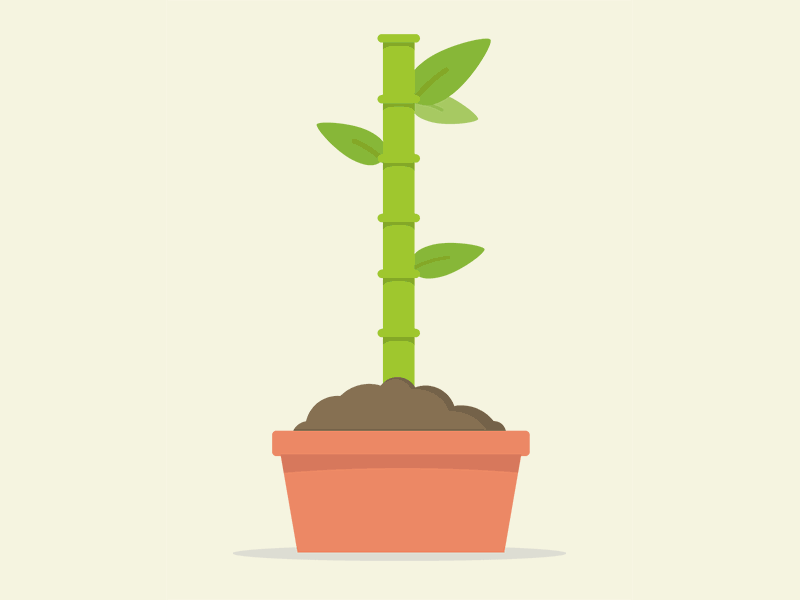 Bamboo Growth Animation by Nick Bluth on Dribbble