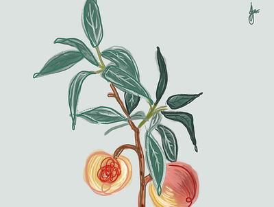 Peaches graphic design illustration