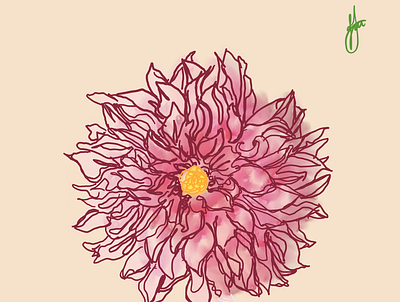 Chrysanthemum design drawing graphic design illustration