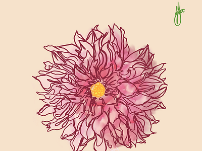 Chrysanthemum