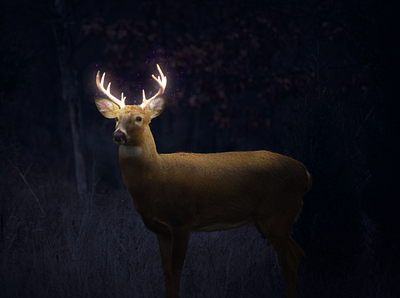 deer dark deer forest illustration illustrator moonlight night photo photography photoshop